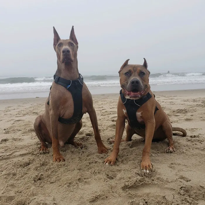 Healthy Pet Picture 4