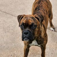 Hillside Animal Hospital ico