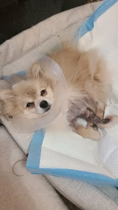 Hillside Animal Hospital Picture 4