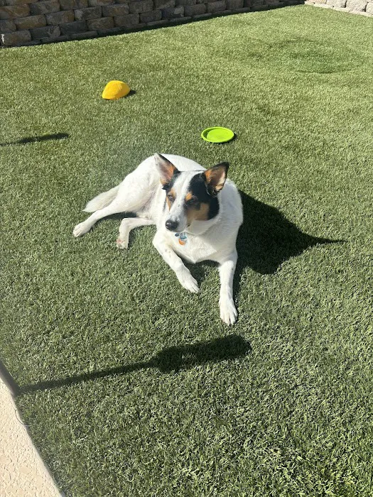 Banfield Pet Hospital Picture 1