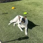 Banfield Pet Hospital