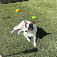 Banfield Pet Hospital ico