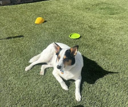 Banfield Pet Hospital