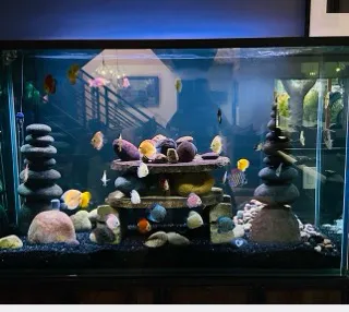 Aquatech Aquarium Service Picture 3