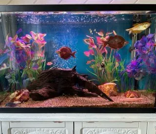 Aquatech Aquarium Service Picture 4
