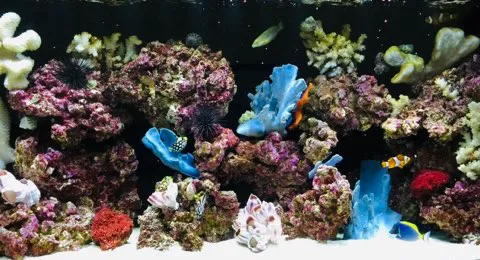 Aquatech Aquarium Service Picture 9