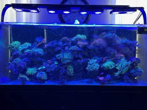 Aquatech Aquarium Service Picture 6