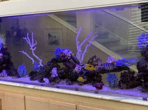 Aquatech Aquarium Service Picture 5