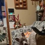 PetJoy
