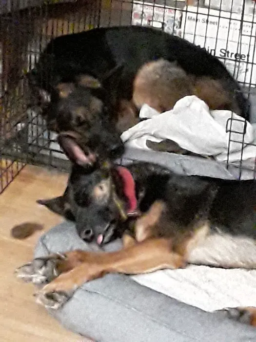 PetJoy Picture 3