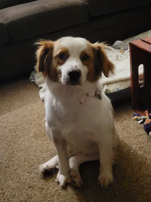 PetJoy Picture 6