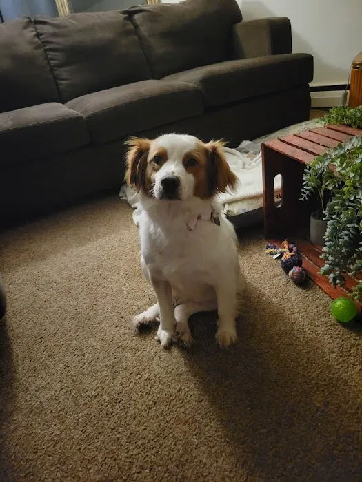 PetJoy Picture 5