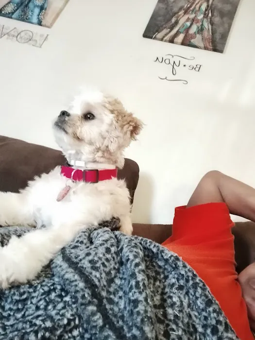 PetJoy Picture 9