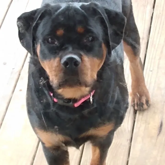 PetJoy Picture 7