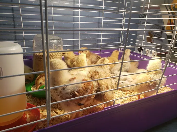 Wagon Train Feed & Pet Picture 5