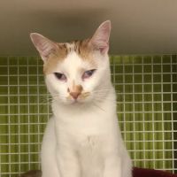 Petco ico