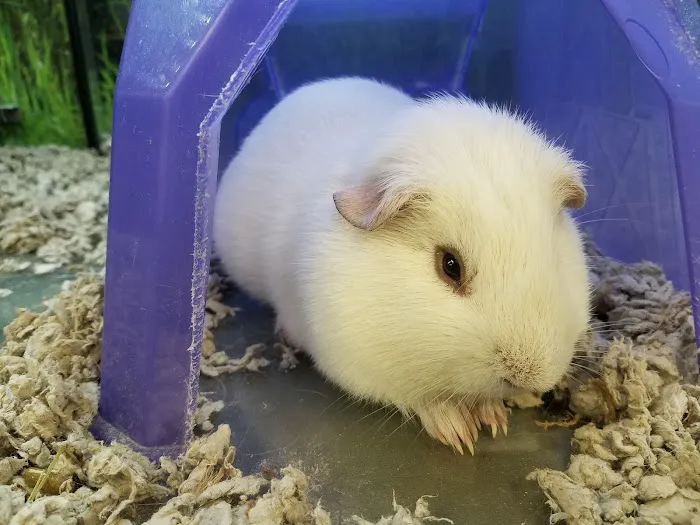 Petco Picture 10