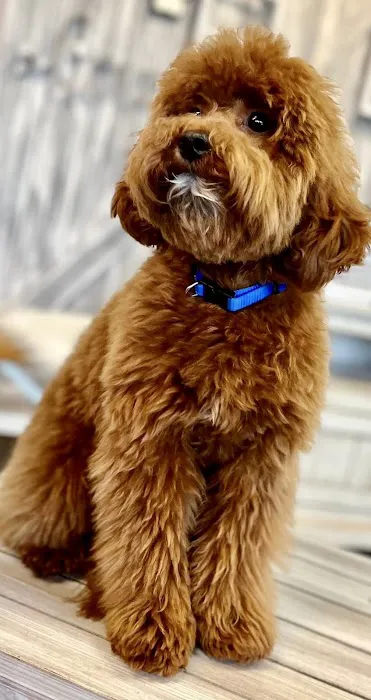 BluePearl Pet Hospital Picture 5