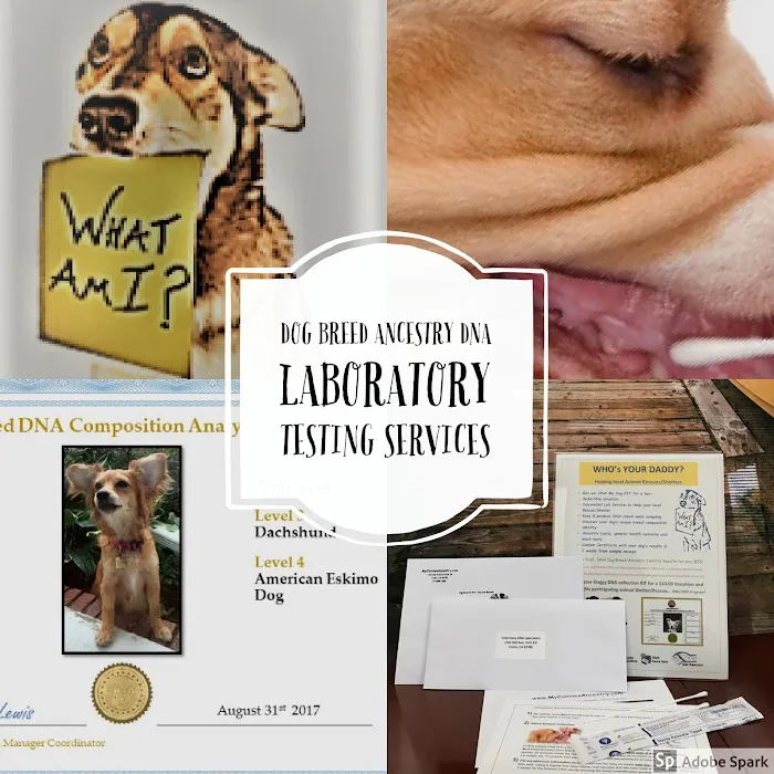 My Canines Ancestry DNA Lab Services Picture 2