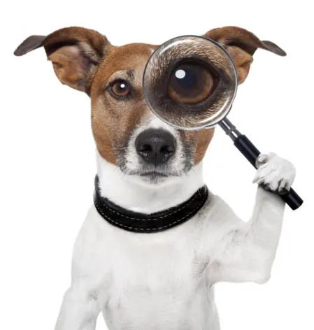 My Canines Ancestry DNA Lab Services Picture 3