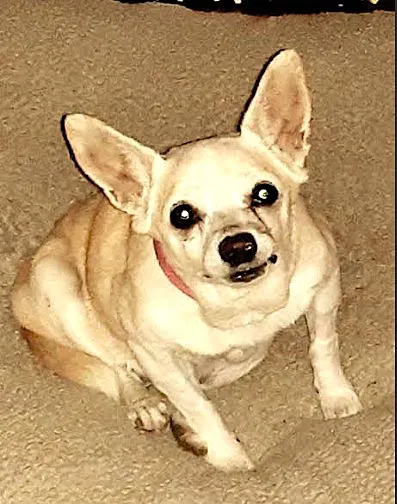 Scottsdale Veterinary Specialty and Emergency Center Picture 8