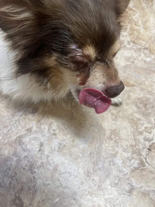 Eye Care for Animals - North Scottsdale Picture 2