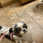 Eye Care for Animals - North Scottsdale