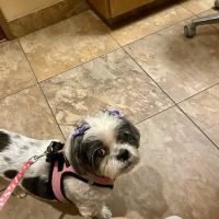 Eye Care for Animals - North Scottsdale ico