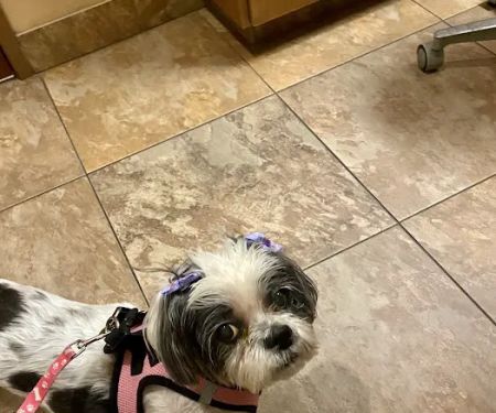 Eye Care for Animals - North Scottsdale