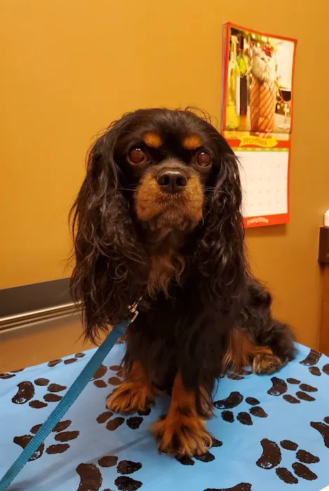 Eye Care for Animals - North Scottsdale Picture 4