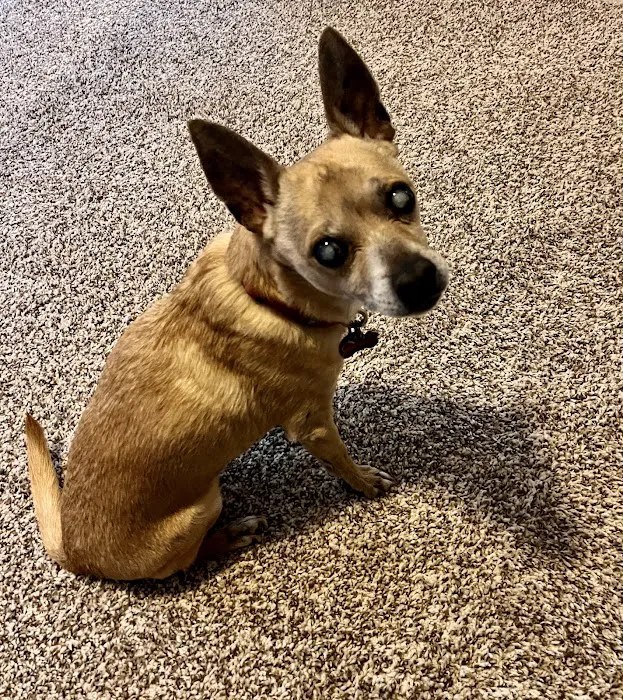 Eye Care for Animals - North Scottsdale Picture 9