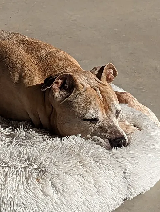 All About Restful Pets Picture 1