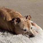 All About Restful Pets