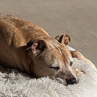All About Restful Pets ico