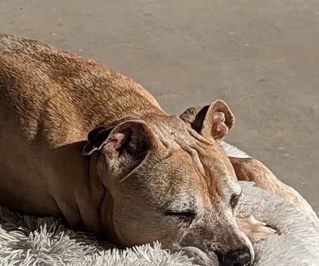 All About Restful Pets