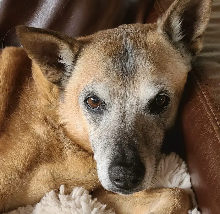 All About Restful Pets Picture 7