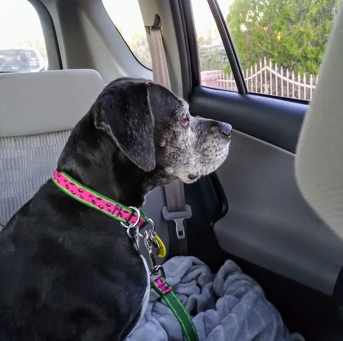 All About Restful Pets Picture 10