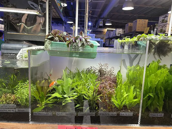 Seaside Tropical Fish Picture 5