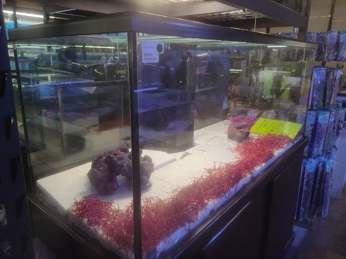 Seaside Tropical Fish Picture 3