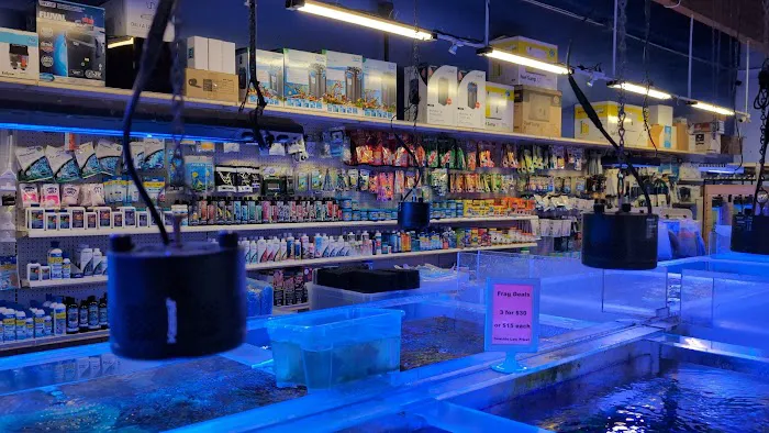 Seaside Tropical Fish Picture 4