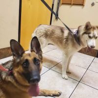 Pinnacle Peak Animal Hospital ico