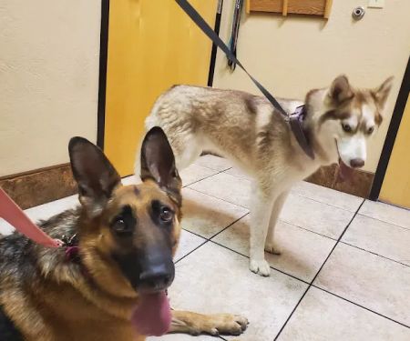 Pinnacle Peak Animal Hospital