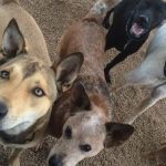 Deer Creek Animal Hospital & Pet Resort
