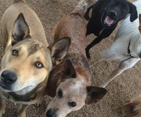 Deer Creek Animal Hospital & Pet Resort