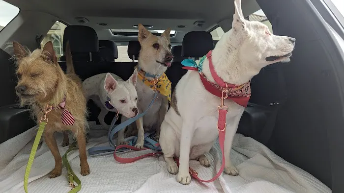Deer Creek Animal Hospital & Pet Resort Picture 5
