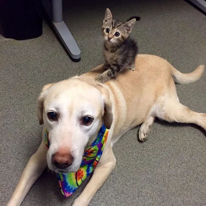 Deer Creek Animal Hospital & Pet Resort Picture 10