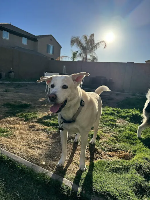 Animal Specialty Group of Scottsdale Picture 5
