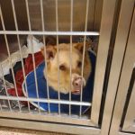 Animal Specialty Group of Scottsdale