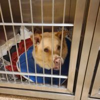 Animal Specialty Group of Scottsdale ico