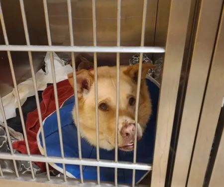 Animal Specialty Group of Scottsdale
